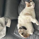 Picture of cat lost at Sartrouville