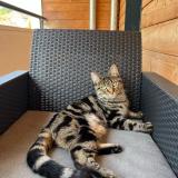 Picture of cat lost at Rouen