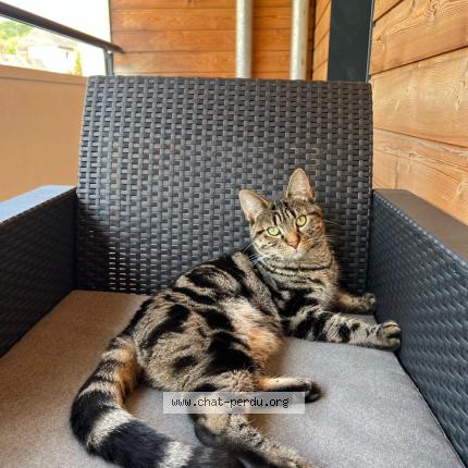 Photo 1/1 Milou Chat lost in Rouen