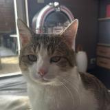 Picture of cat lost at Liege