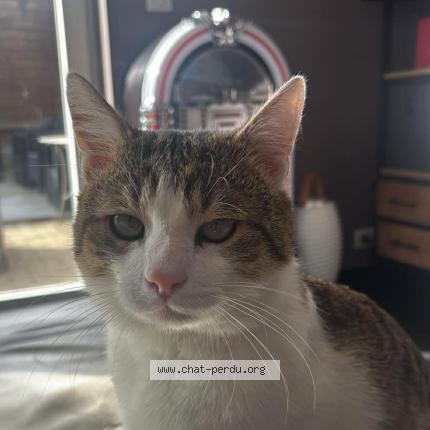 Photo 1/1 Lulu Chat lost in Liege