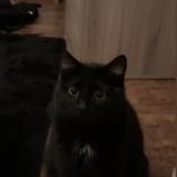 Picture of cat lost at Sorneville