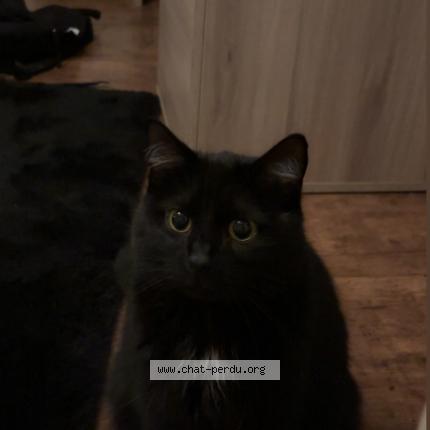 Photo 1/1 saphir Chat lost in Sorneville