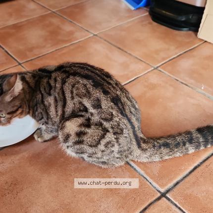 Photo 1/1 Found cat Found in Saint francois