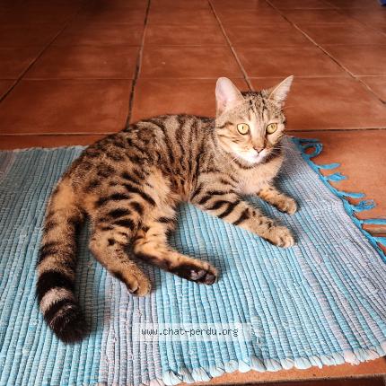 Photo 1/1 Found cat Found in Saint francois