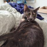 Picture of cat lost at Bagneux