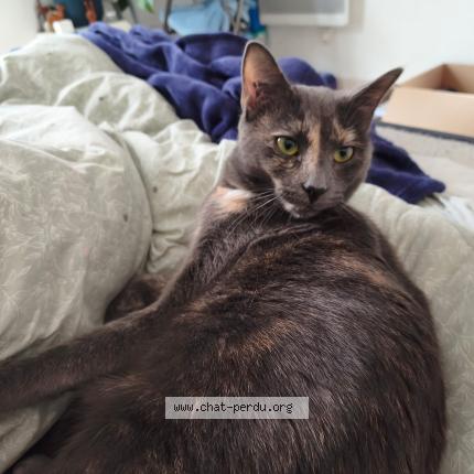 Photo 1/1 Céleste Chat lost in Bagneux