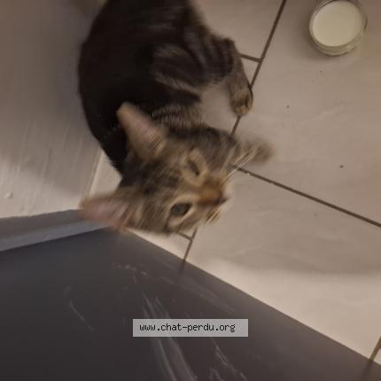 Photo 1/1 Found cat Found in Roubaix