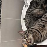 Picture of cat lost at Saint Remy