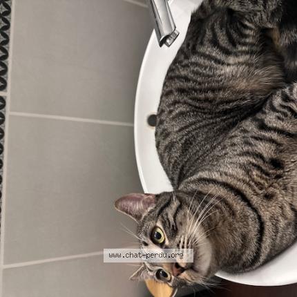 Photo 1/1 Uli Chat lost in Saint remy