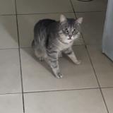 Picture of cat lost at Leuze En Hainaut