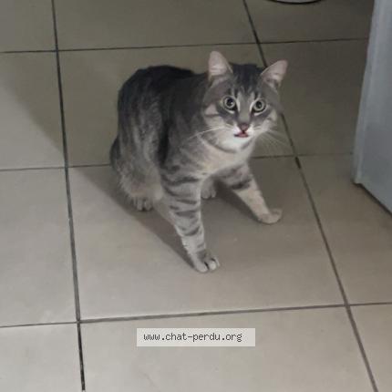 Photo 1/1 pedro Chat lost in Leuze en hainaut