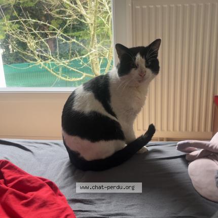 Photo 1/1 Oreo Chat lost in Saint aignan de grand lieu