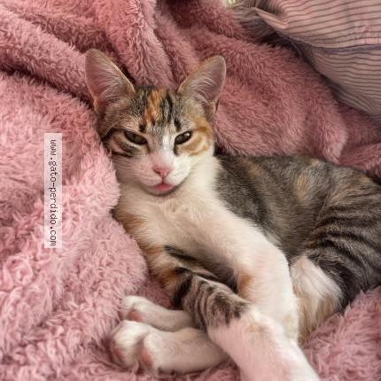 Photo 1/1 Gigi Chat lost in Puerto de mazarron