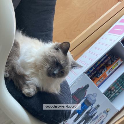 Photo 1/1 Oogarden Chat lost in La montagne