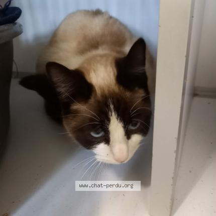 Photo 1/1 Found cat Found in Montauban