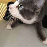 Picture of cat found at Montauban