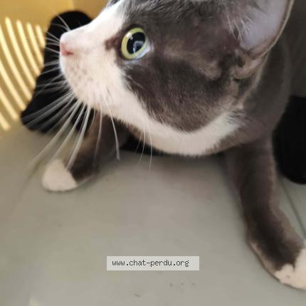 Photo 1/1 Found cat Found in Montauban