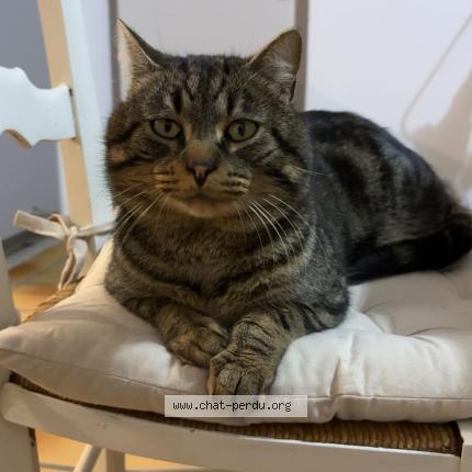 Photo 1/1 Papaye Chat lost in Saint sever de saintonge