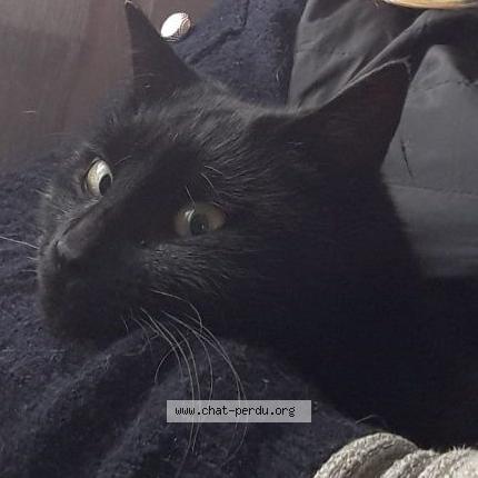 Photo 1/1 Mimi Chat lost in Saint jean de boiseau