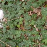 Picture of cat found at Ingre