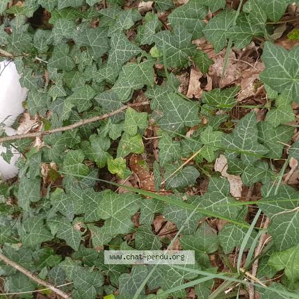 Photo 1/1 Found cat Found in Ingre