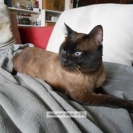 Photo 1/1 Found cat Found in Audeeghem