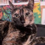 Picture of cat lost at La Roche Sur Yon