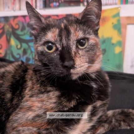 Photo 1/1 Mimine Chat lost in La roche sur yon