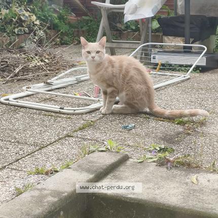 Photo 1/1 Found cat Found in Livry gargan
