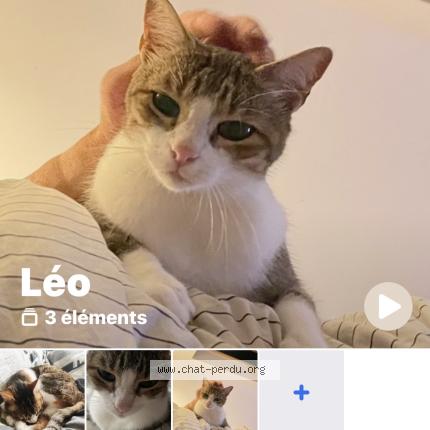 Photo 1/1 Léo Chat lost in Clohars carnoet