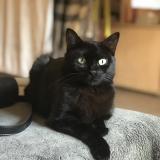 Picture of cat lost at Mazamet