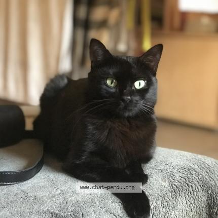 Photo 1/1 Nini Chat lost in Mazamet