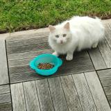 Picture of cat found at Saint Renan