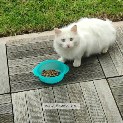 Photo 1/1 Found cat Found in Saint renan