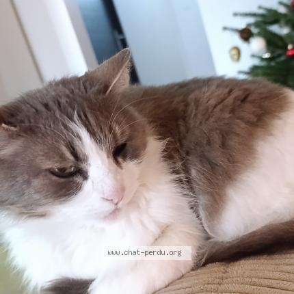 Photo 1/1 Lana Chat lost in Floirac