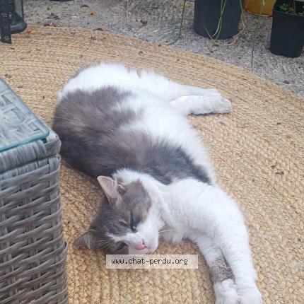 Photo 1/1 Lana Chat lost in Floirac