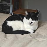 Picture of cat lost at Creon