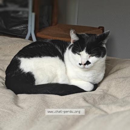 Photo 1/1 Annick Brunet Chat lost in Creon