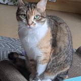 Picture of cat lost at Setques