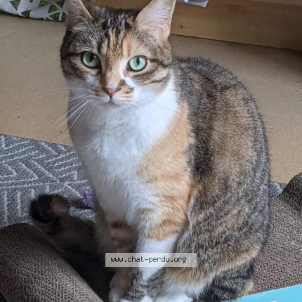 Photo 1/1 Mimi Chat lost in Setques