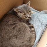 Picture of cat found at Fleurus