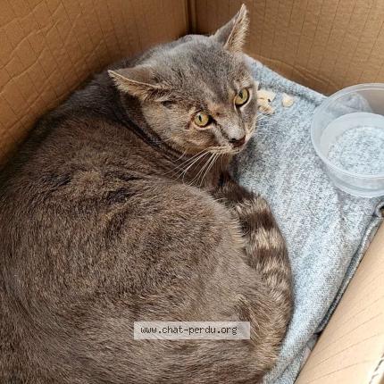 Photo 1/1 Found cat Found in Fleurus