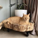 Picture of cat lost at Lagorce