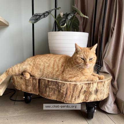 Photo 1/1 Dexter Chat lost in Lagorce