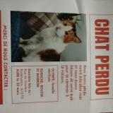 Picture of cat lost at Aube