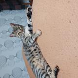 Picture of cat lost at Lille