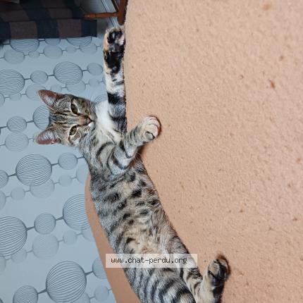 Photo 1/1 Sienna Chat lost in Lille