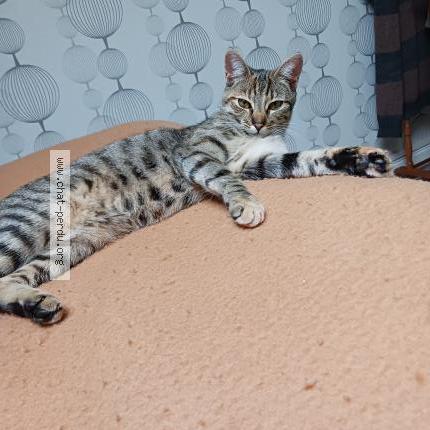 Photo 1/1 Sienna Chat lost in Lille