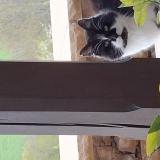 Picture of cat found at Cluny